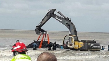 En una acción solidaria lograron devolver al mar, una ballena jorobada varada a metros de la playa
