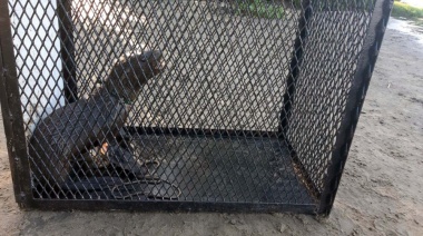 Rescataron un pequeño lobo marino en la costa de Berisso