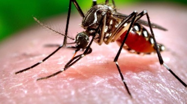Cuidados y prevención contra el mosquito del dengue ante la llegada del verano