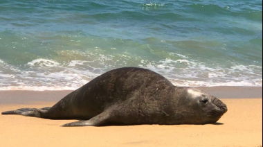 Sugerencias a la población costera ante casos de muerte de lobos marinos por gripe aviar