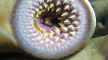 Descubren fósiles gigantes de 'vampiros de agua' que actualmente habitan la Tierra