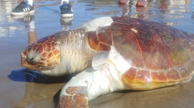 Misteriosa muerte de tortugas marinas impacta en San Bernardo y Costa del Este.