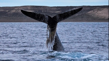 Aumenta el número de ballenas "enmalladas" con redes y sogas por la actividad pesquera