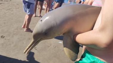 Triste episodio en la Playa: Un delfín muere en Mar del Tuyú tras ser manipulado por turistas