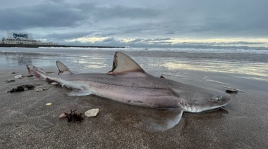 Apareció un tiburón muerto en Playa Popular y la foto que se viralizó sorprendió a todos