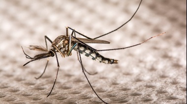 Científicas argentinas crearon un método para eliminar huevos de Aedes aegypti a través de vapor