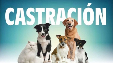 Continúa la campaña gratuita de castraciones de perros y gatos: esta semana estará en Villa Clelia