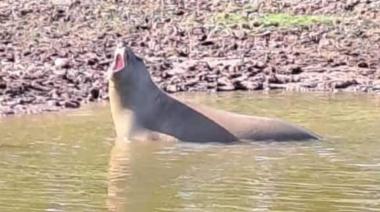 Otro visitante inesperado: Elefante marino sorprende a los vecinos de Dolores
