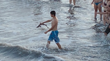 Miedo, tumulto, alboroto y discusiones, por la presencia de pequeños tiburones en playa de San Clemente del Tuyú