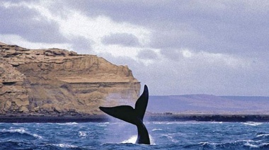 Comenzó la temporada de ballenas en Península Valdés
