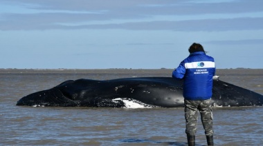 Tras la muerte de la ballena varada en San Clemente del Tuyú, crece la preocupación por los casos en la región