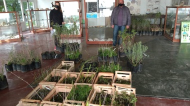 Llegaron 900 plantas nativas para el proyecto Rivera de la Albufera
