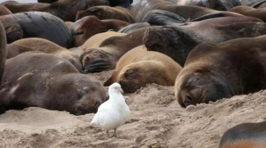 Denuncian que jaurías de perros se alimentan de cadáveres de lobos marinos portadores del virus de la gripe aviar en la costa