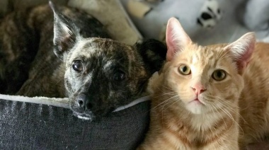 Se suman puestos móviles a la vacunación antirrábica gratuita que se realiza en veterinarias