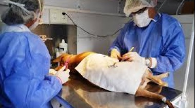 La campaña de castraciones gratuitas para perros y gatos llegará a Santa Teresita y Mar del Tuyú
