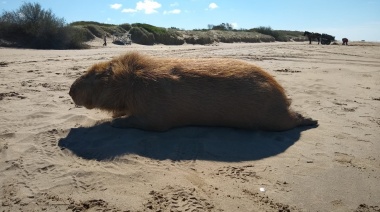 Misterioso hallazgo de un enorme carpincho en playas de Talas Sur