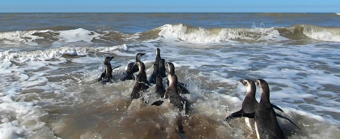 Devolvieron al mar a 14 pingüinos magallánicos rescatados en la costa bonaerense