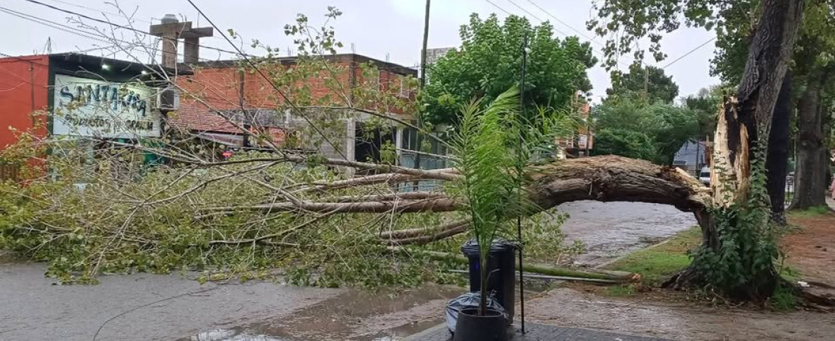 Fuertes vientos provocaron caída de árboles y daños en San Bernardo y Mar de Ajó