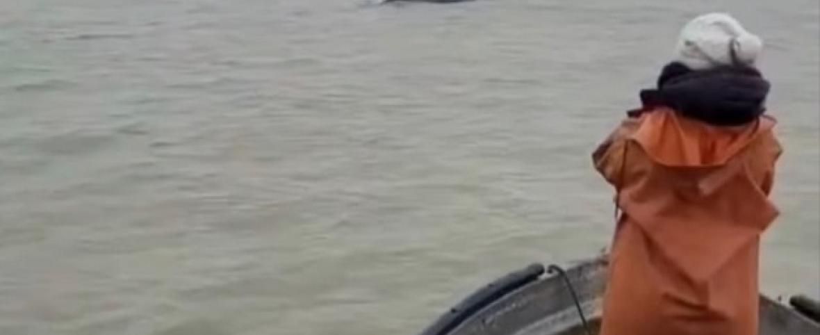 Tres ballenas jorobadas fueron avistadas frente a las playas de San Clemente del Tuyú