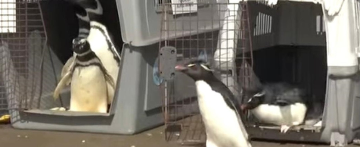 Seis pingüinos fueron rehabilitados y regresaron al mar en San Clemente del Tuyú