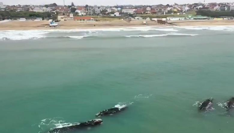 Festival de ballenas en Mar del Plata: cuatro ejemplares sorprendieron en la costa