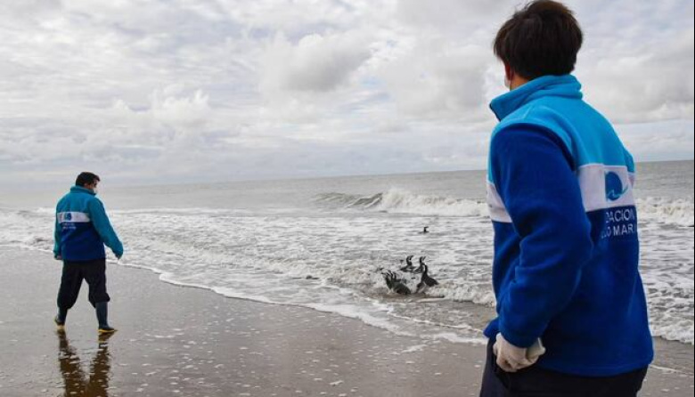Once pingüinos y un lobo marino volvieron al mar tras ser rehabilitados
