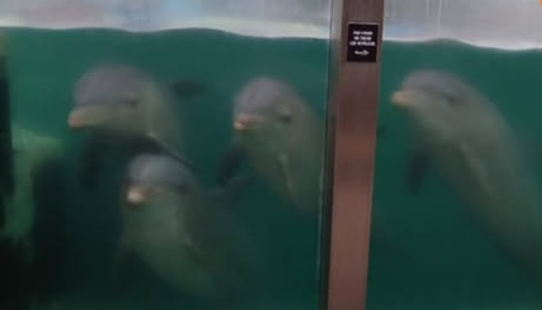 Conmoción en Mar del Plata por el estado de los animales en el ex Aquarium