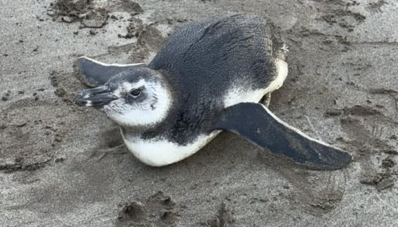 Rescatan un pingüino juvenil de Magallanes en Santa Teresita