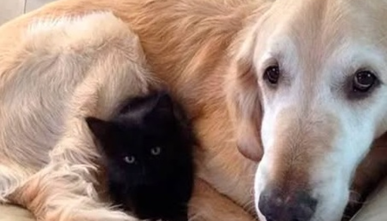 Villa Gesell lanza un registro de maltratadores de animales