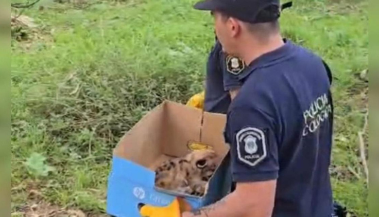 Balcarce: rescataron tres cachorros de puma que eran trasladados ilegalmente