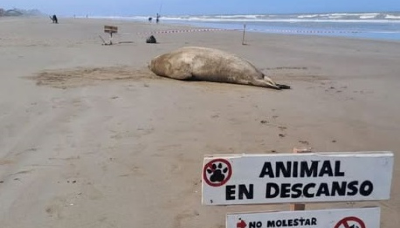 Avistan un elefante marino en la playa de Mar del Tuyú