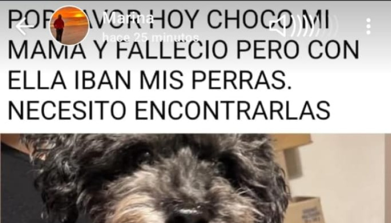 Emotivo operativo tras el accidente en Ruta 11: hallaron sin vida a una perrita y rescataron a la otra