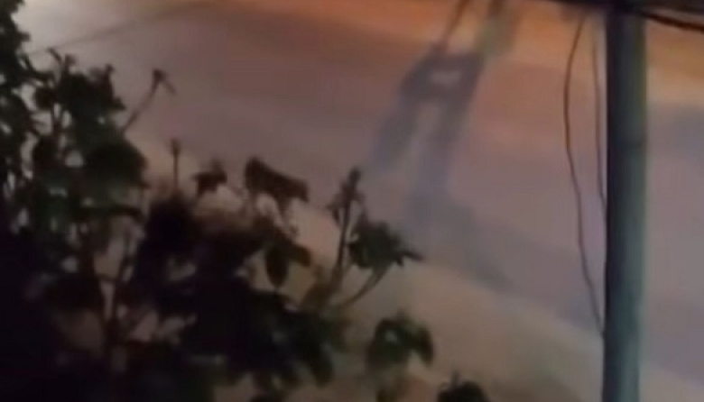 Un puma sorprendió a vecinos al caminar por las calles de Valeria del Mar