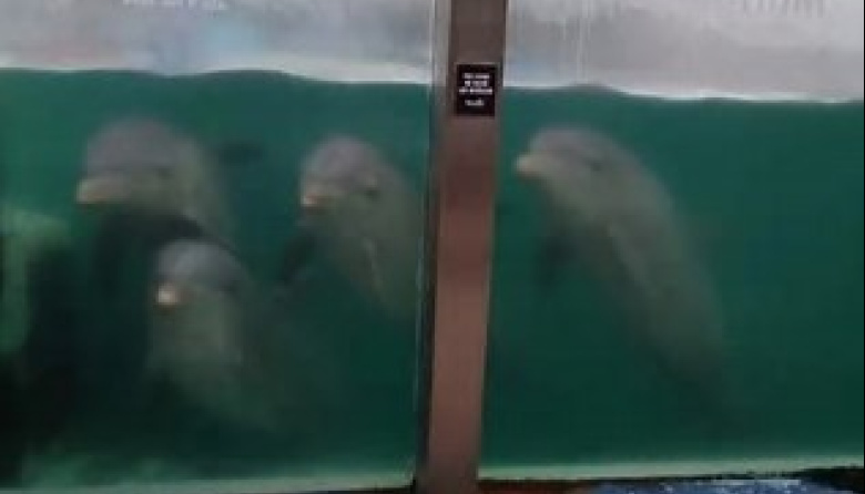 Trasladaron a Egipto a los diez delfines del ex Aquarium