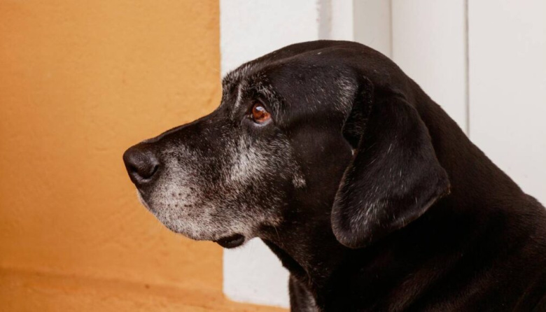 El viejo de Bettinoti - Un cuento de Angel Damian Ruiz Diaz