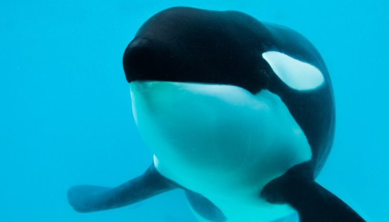 Murió Kshamenk, la orca de Mundo Marino rescatada tras un varamiento en 1992