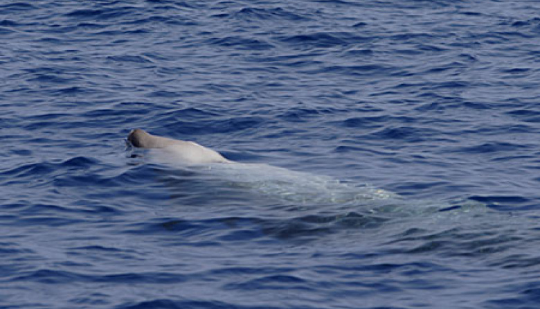 Varó un zifio en una playa céntrica de San Clemente y fue hallado sin vida horas después