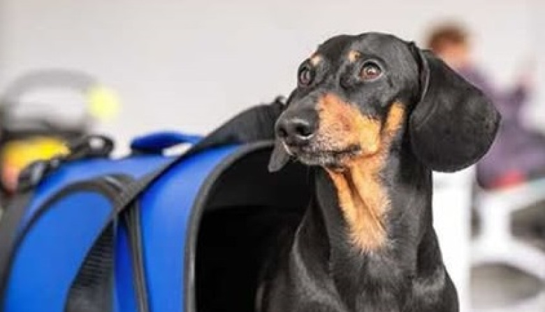 Permiten llevar mascotas en micros y trenes de larga distancia