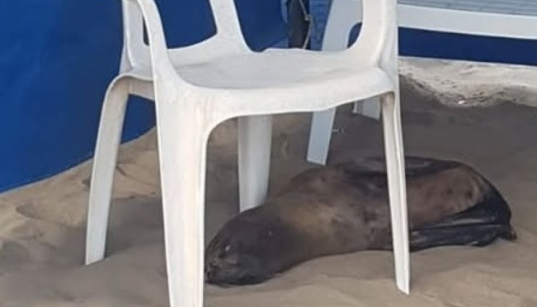 Un lobo marino eligió Mar de Ajó para descansar durante su muda de pelo
