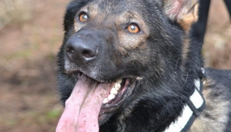 Lycan, el perro K9 de los Bomberos, inicia su merecido retiro