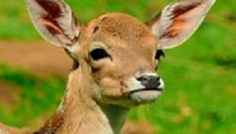 Dos ciervos sorprendieron en plena zona urbana