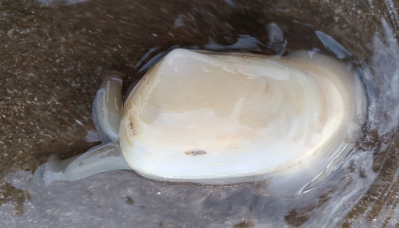 Volvieron a aparecer… pero no se pueden llevar