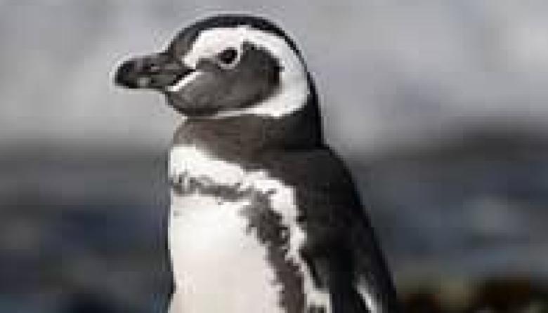 Dos pingüinos fueron rescatados y se recuperan en la Fundación Mundo Marino