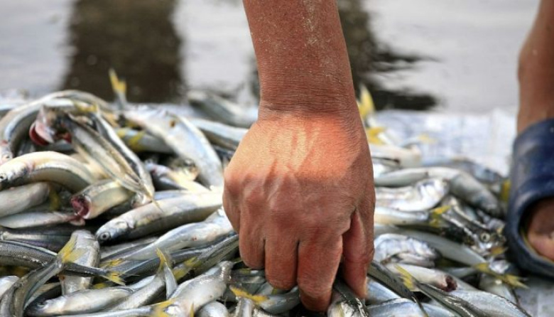 Siguen en marzo las bajadas náuticas con venta directa de pescado artesanal