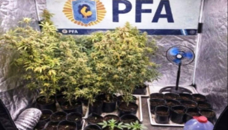 Cuatro allanamientos en Santa Teresita: secuestran más de siete kilos de marihuana y detienen a dos hombres