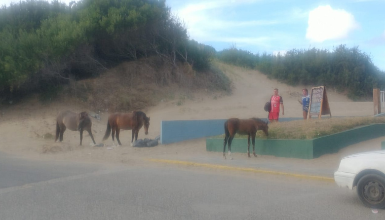 Caballos sueltos vuelven a aparecer en el centro de San Clemente