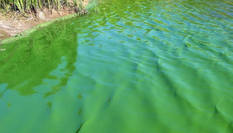 Alertan por presencia de cianobacterias en varias lagunas bonaerenses