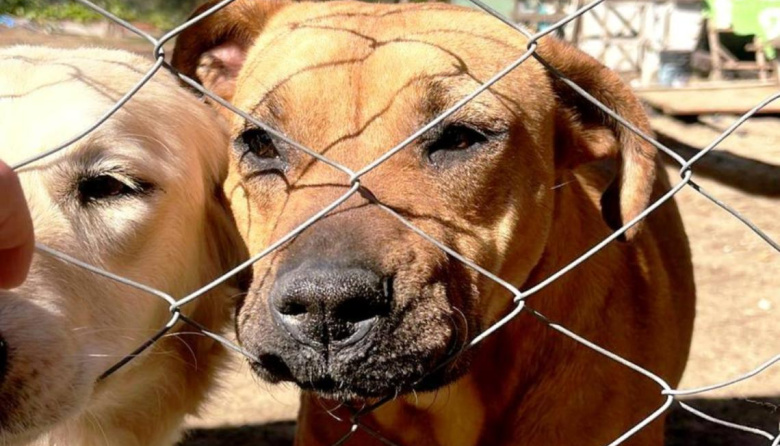 Rubio de La Costa dejará de recibir animales tras el fallecimiento de su presidenta