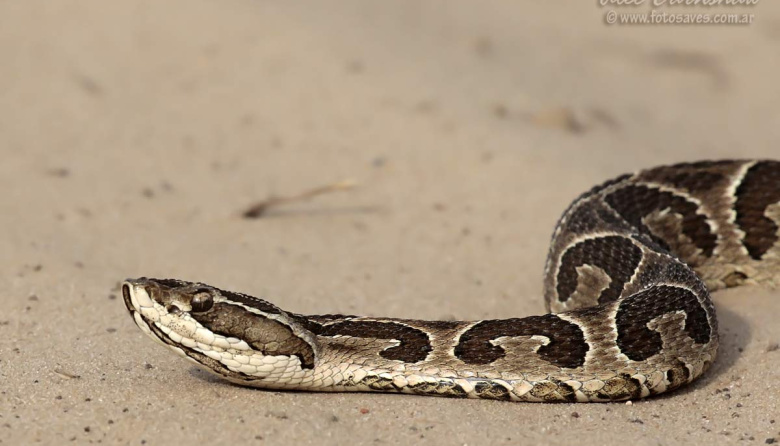 Alertan por la aparición de una yarará grande en la zona de Willy Beach