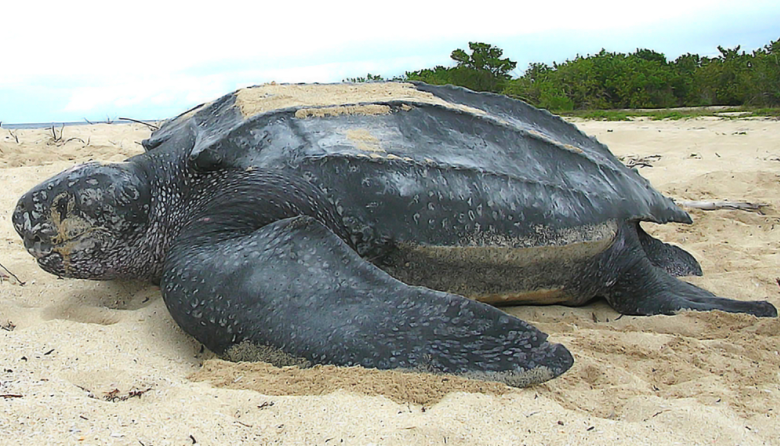 Rescataron una tortuga laúd herida en Villa Gesell, pero murió horas después